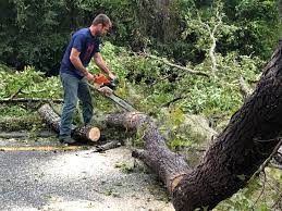 Best Tree Risk Assessment  in Brookfield, NJ