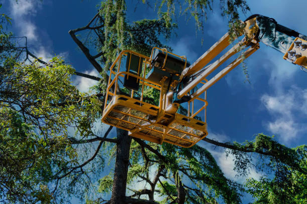 Best Tree Trimming and Pruning  in Brookfield, NJ