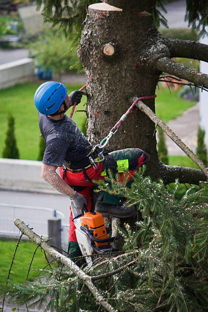 Best Root Management and Removal  in Brookfield, NJ