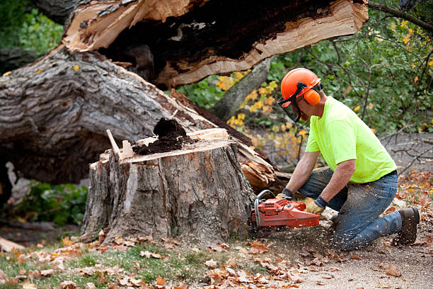 Best Tree Preservation Services  in Brookfield, NJ