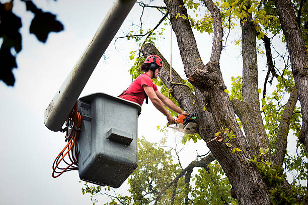 Best Tree Cabling and Bracing  in Brookfield, NJ