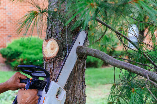  Brookfield, NJ Tree Removal Pros